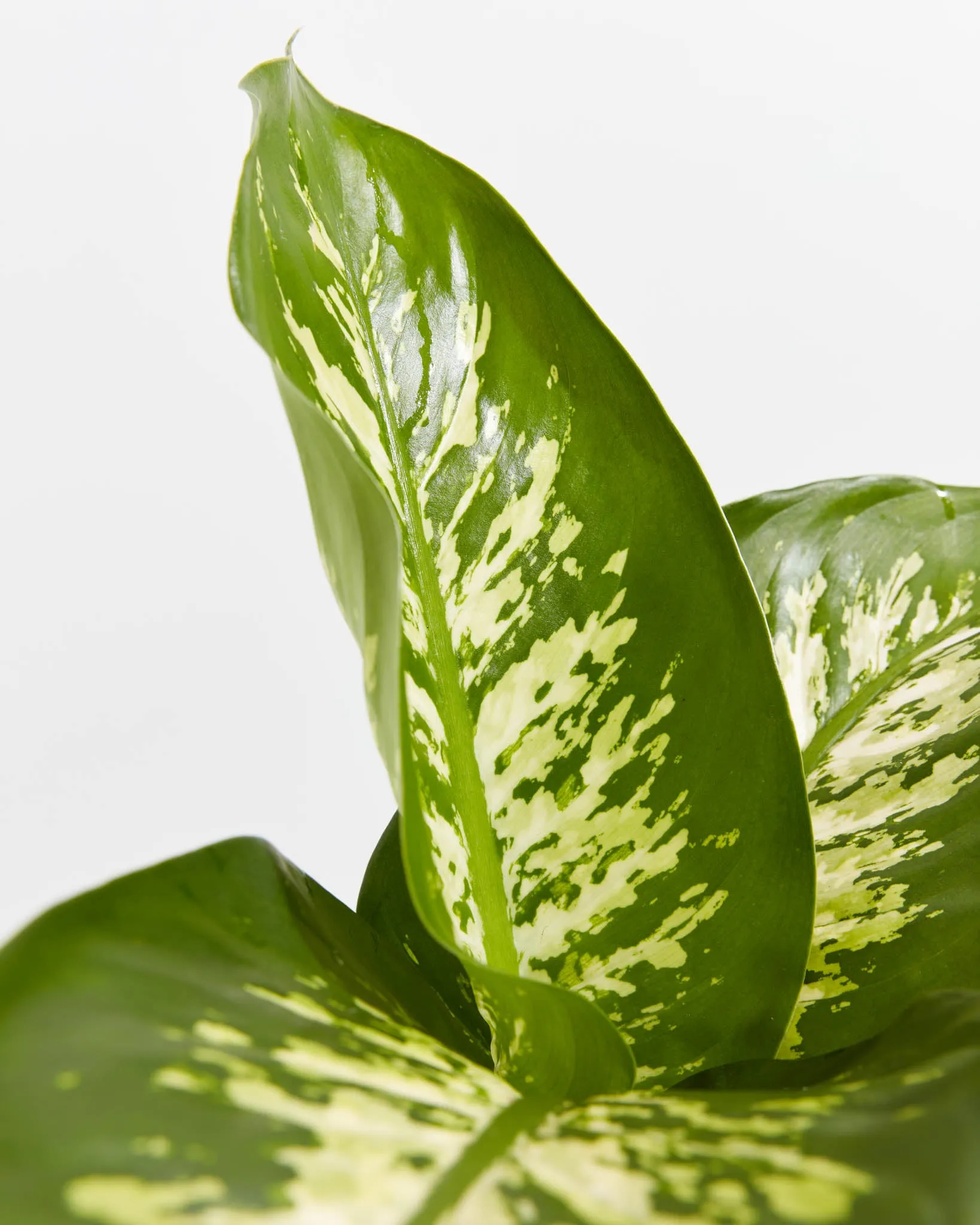 Dieffenbachia Tropic Snow