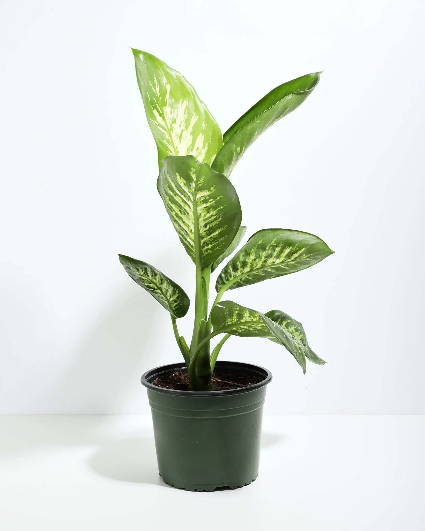 Dieffenbachia Tropic Snow