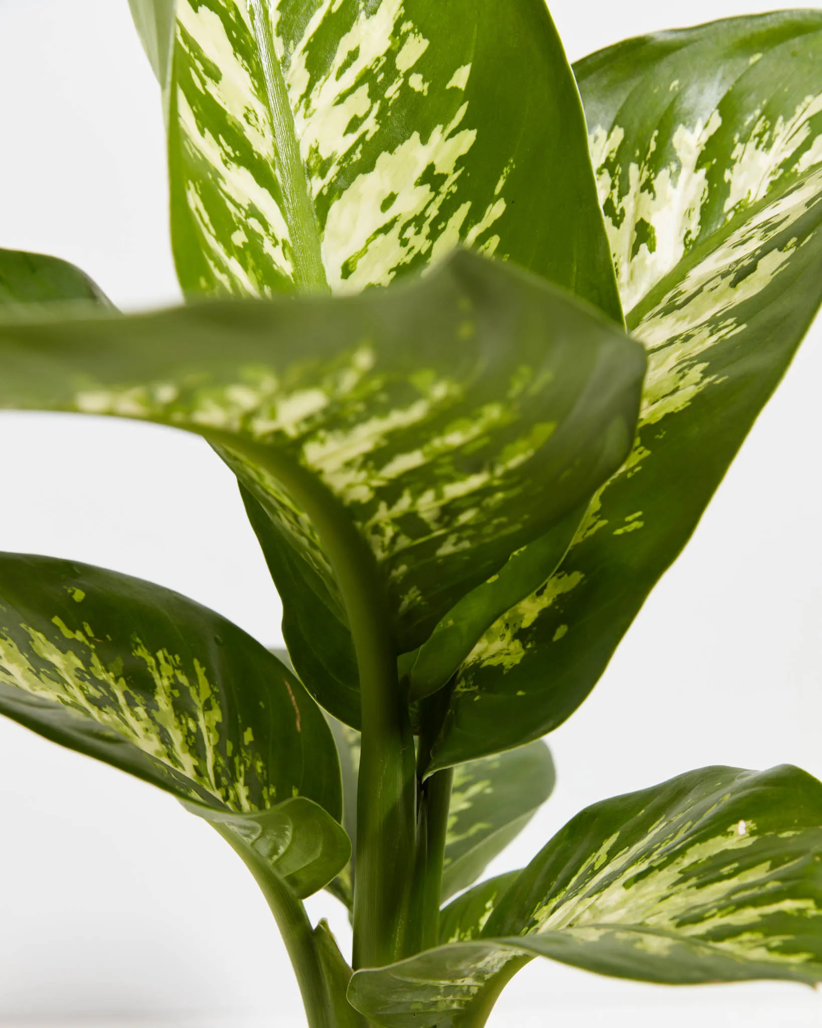 Dieffenbachia Tropic Snow