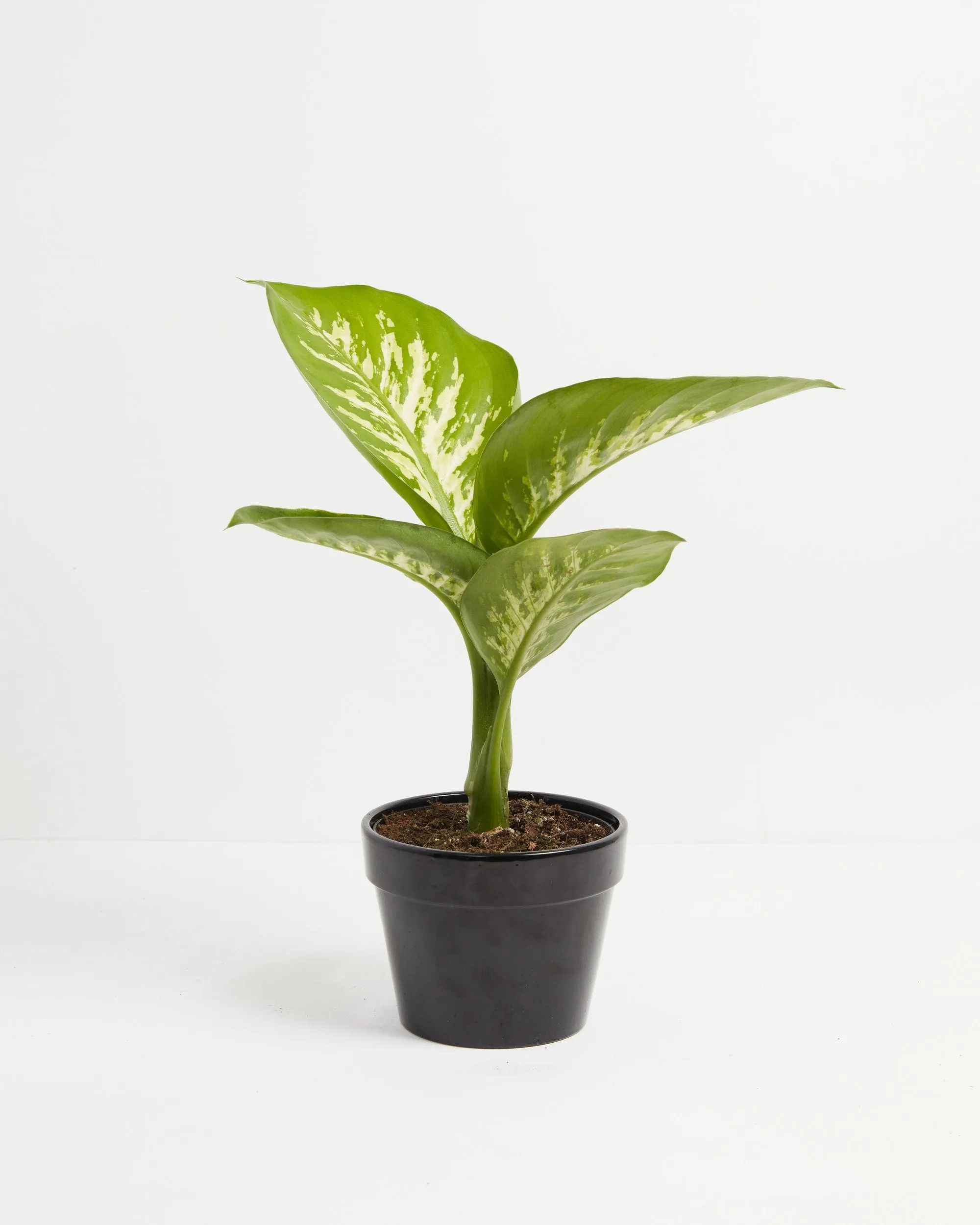 Dieffenbachia Tropic Snow