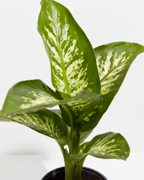 Dieffenbachia Tropic Snow