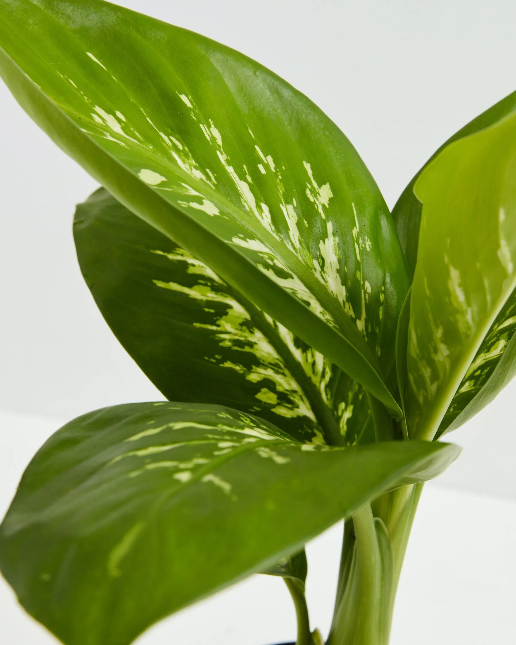 Dieffenbachia Tropic Snow