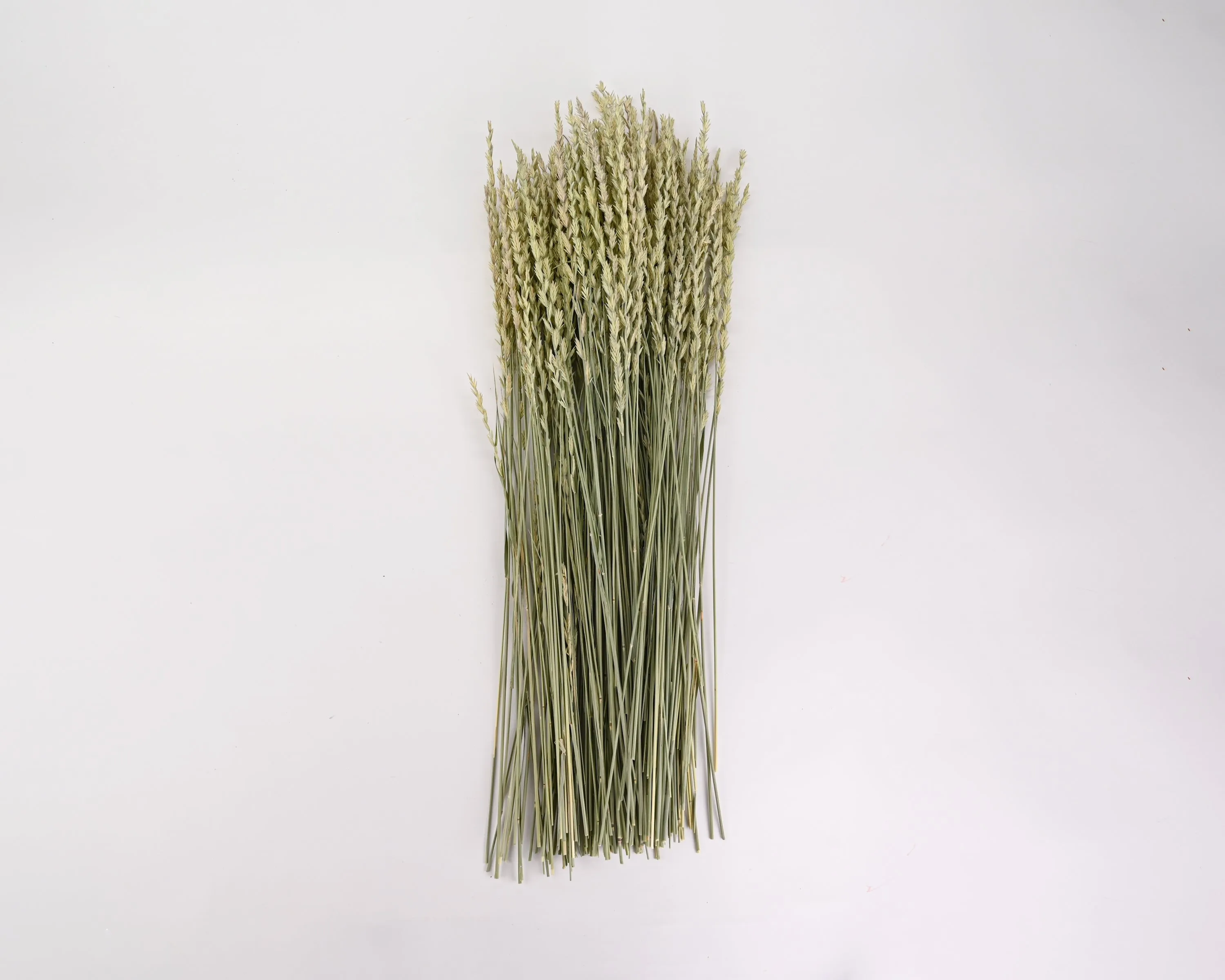 Dried Fan Grass - Arrow Grass